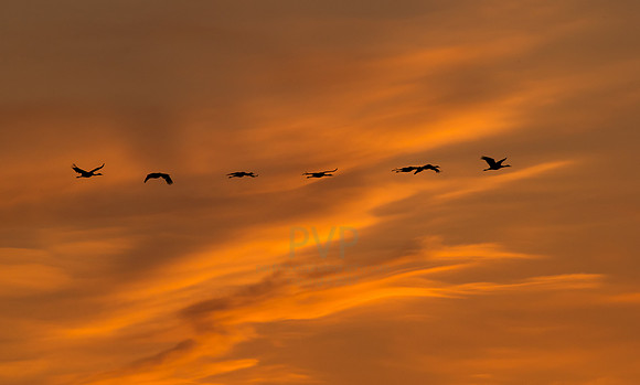 Sandhill Cranes
