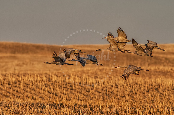 Evening Flight