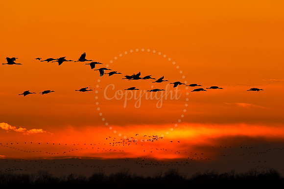 Sandhill Sunset