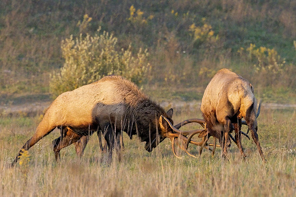 Rumble on the Flats