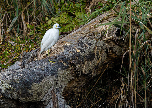 Snowy Egret
