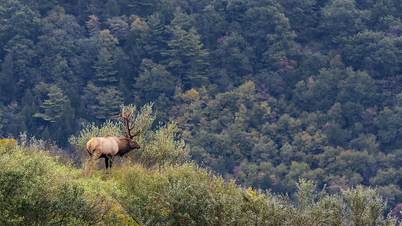 The Wilds