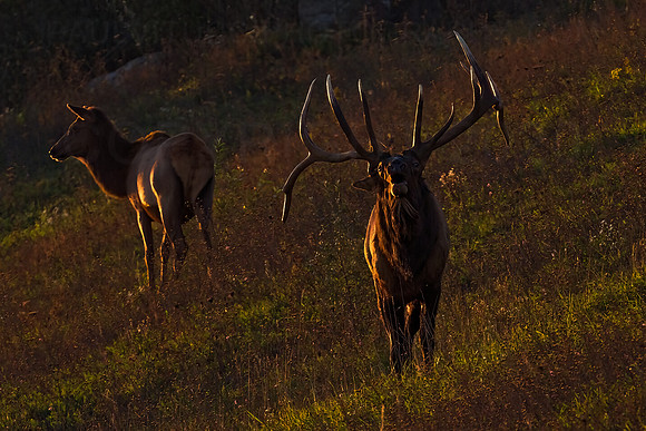 Bull Elk Evening