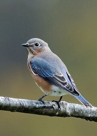 Eastern Bluebird (November)