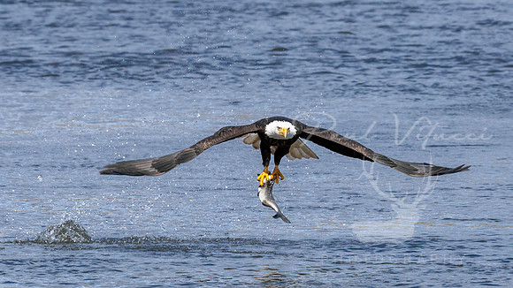 Bald Eagle with fish