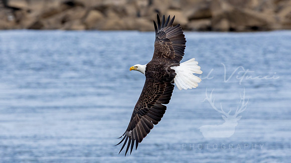 American Glory