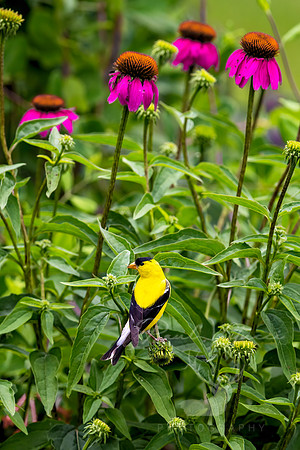 Coneflower Garden
