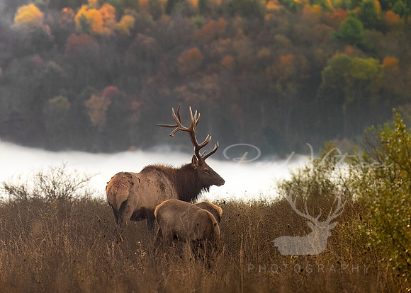 Above the Misty River