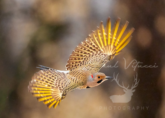 Color in Flight