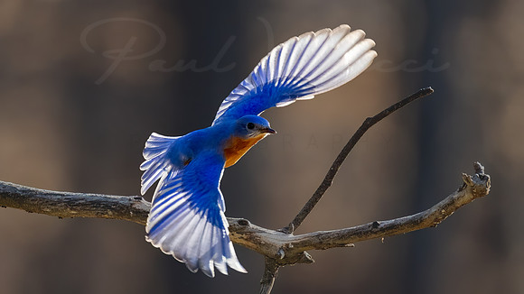 Mr. Bluebird