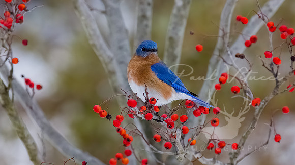 Hawthorne Blue