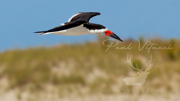 American Oyster Catcher