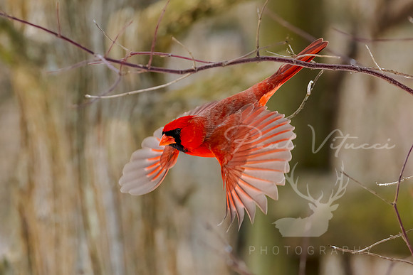 Red Flash