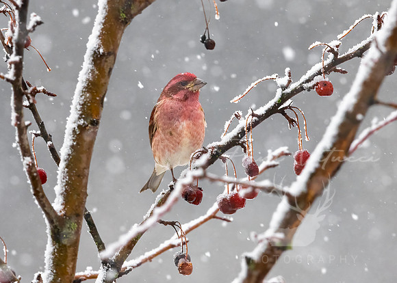 Crabapple Red