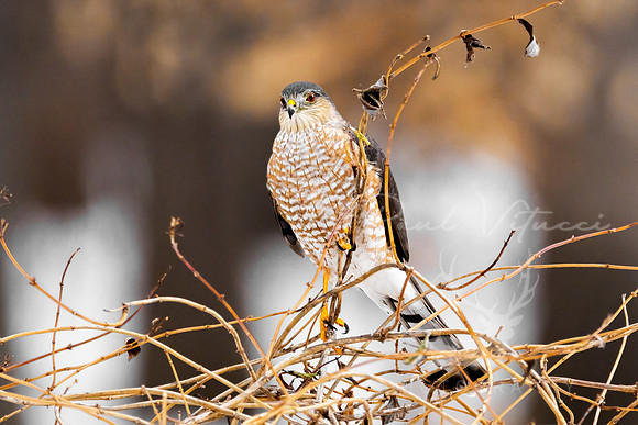 The Hunter