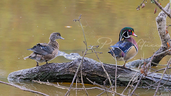 Wood Ducks