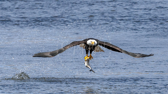 Bald Eagle with fish