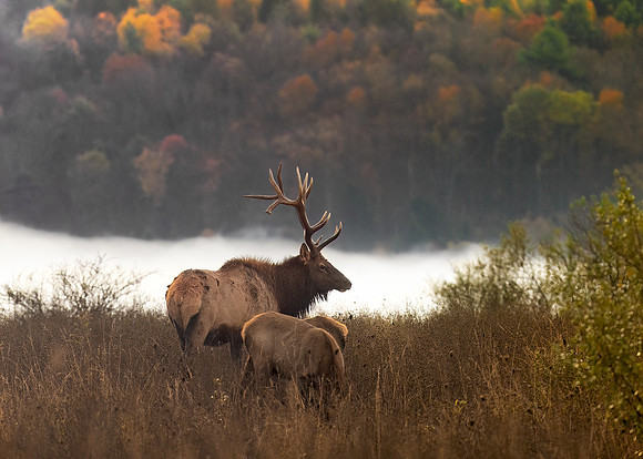 Above the Misty River