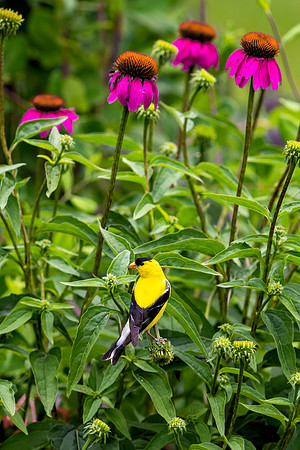 Coneflower Garden