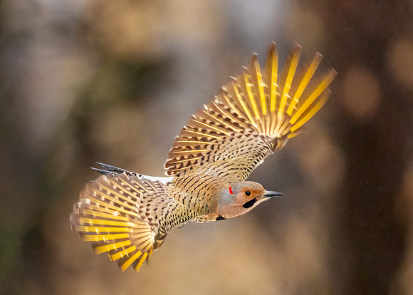 Color in Flight