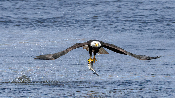 Bald Eagle with fish