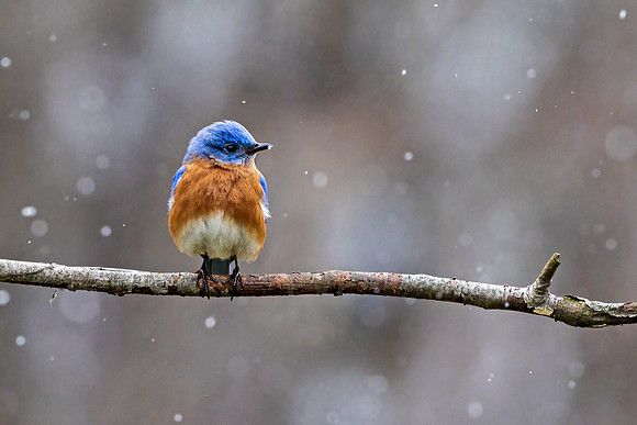 Snowflake