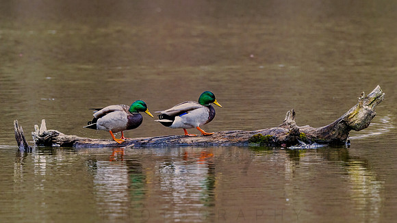 Duck Parkour