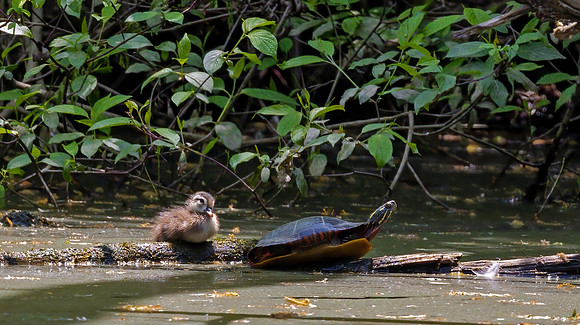 Pond Pals