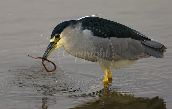 Black-crowned Night Heron