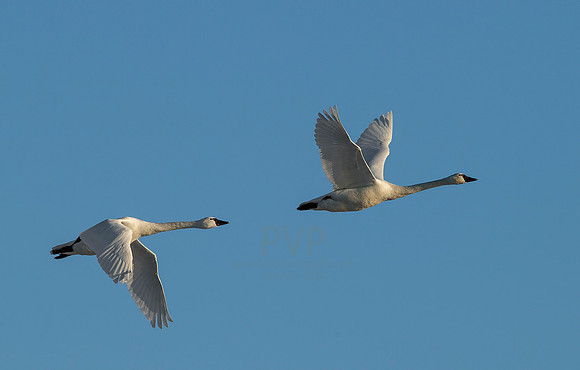 Swans