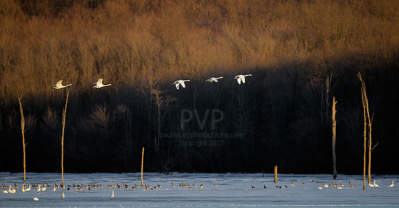 Swans in a line.
