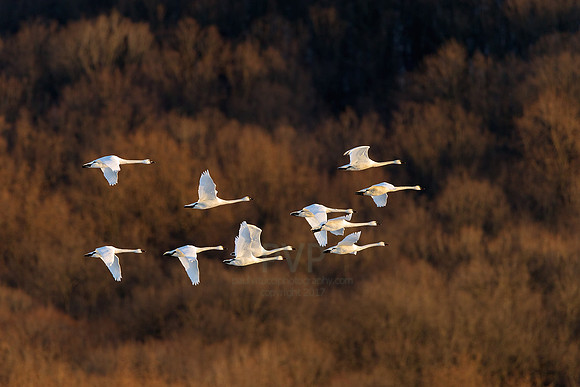 Flight