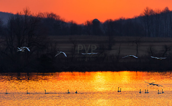 Morning on the Lake