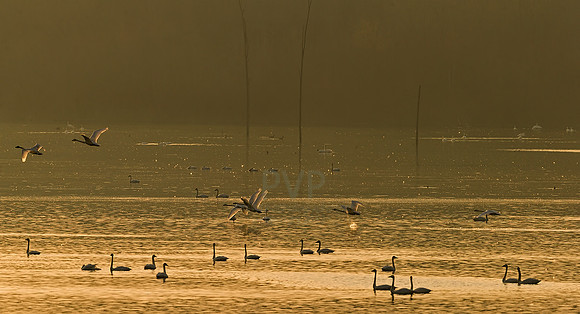 Tundra Swans, Evening Flight