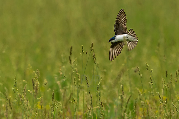 Tree Swallow