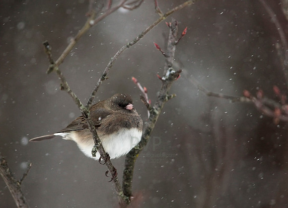 Snow Bird