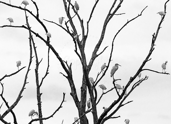 Heron Perch