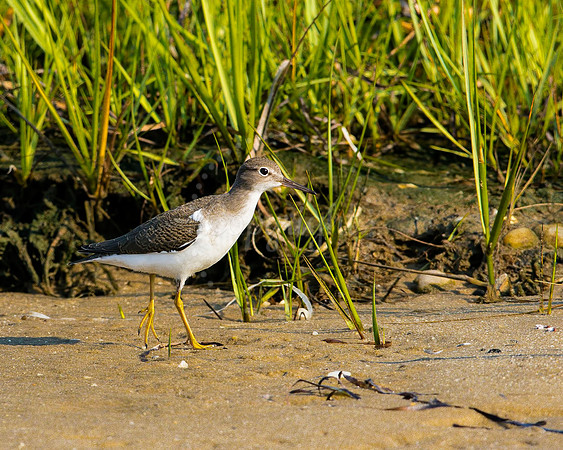 Lesser Yellowleg