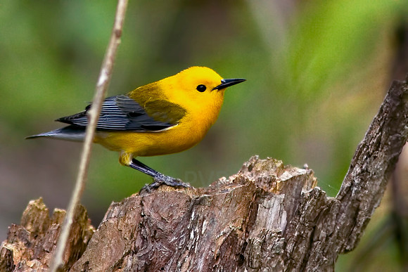 Prothonotary Warbler