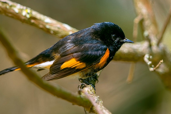 American Redstart