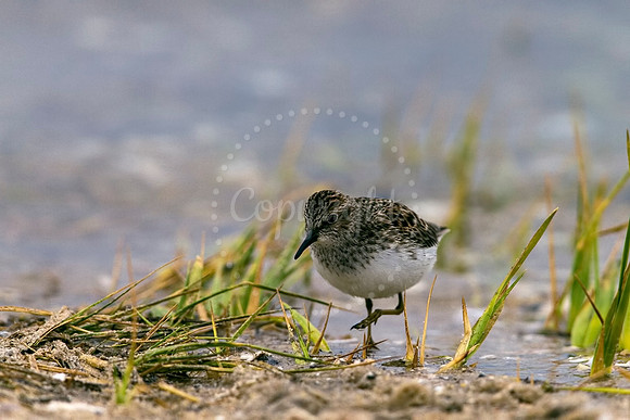 Least Sandpiper