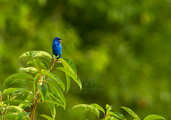 Indigo Bunting