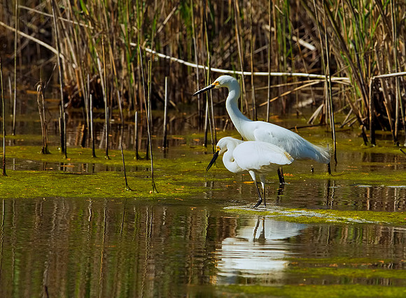 Snowy Egrets