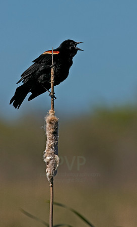 Marsh Singer