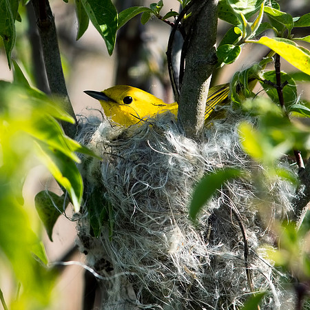 Yellow Warvler