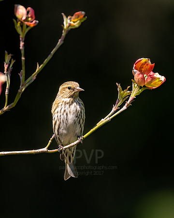 Pine Siskin