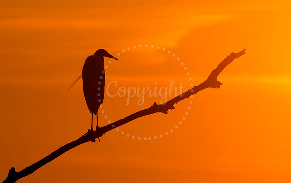 Morning Light