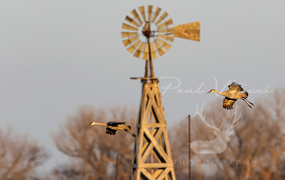The Windmill