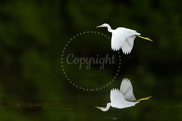 Reflection
