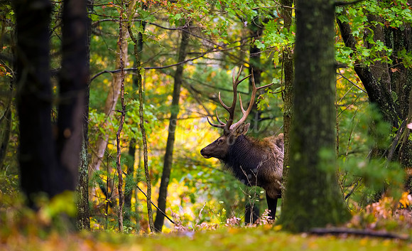 King of the Eastern Forest